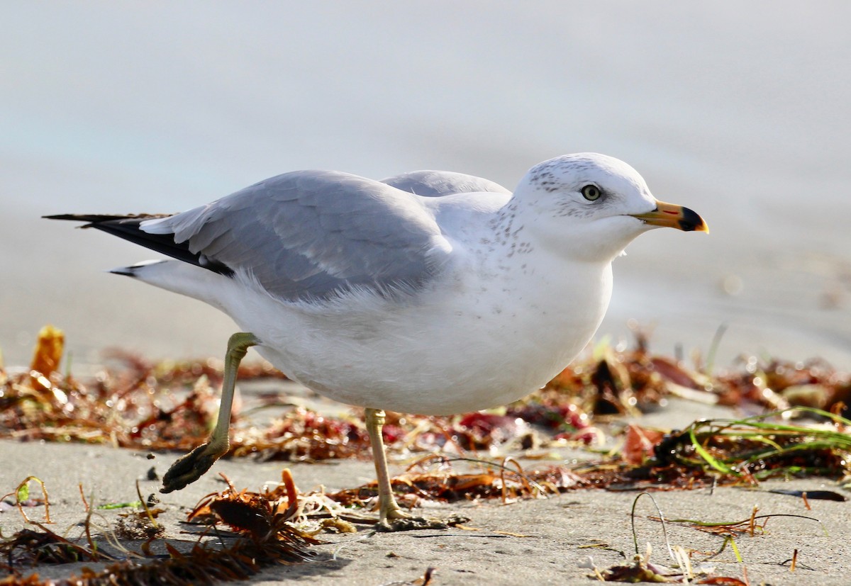 Ring-billed Gull - Terence Degan