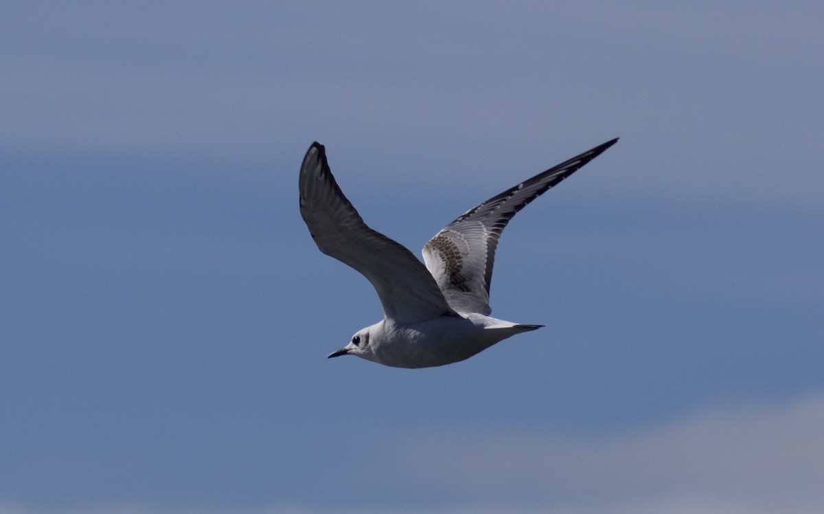 Bonaparte's Gull - Dan Roth