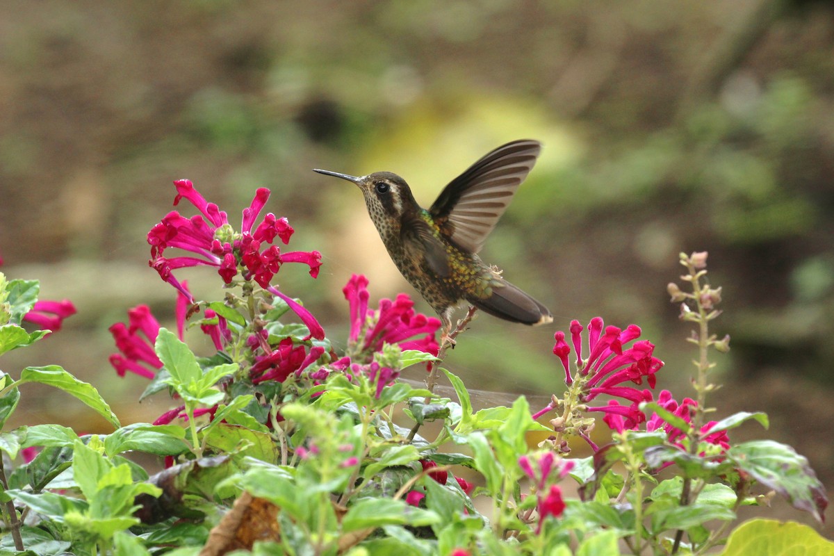 Speckled Hummingbird - Chuck Gates