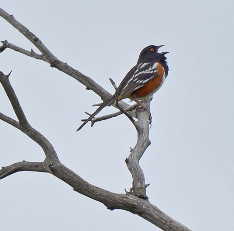 Spotted Towhee - ML121080201
