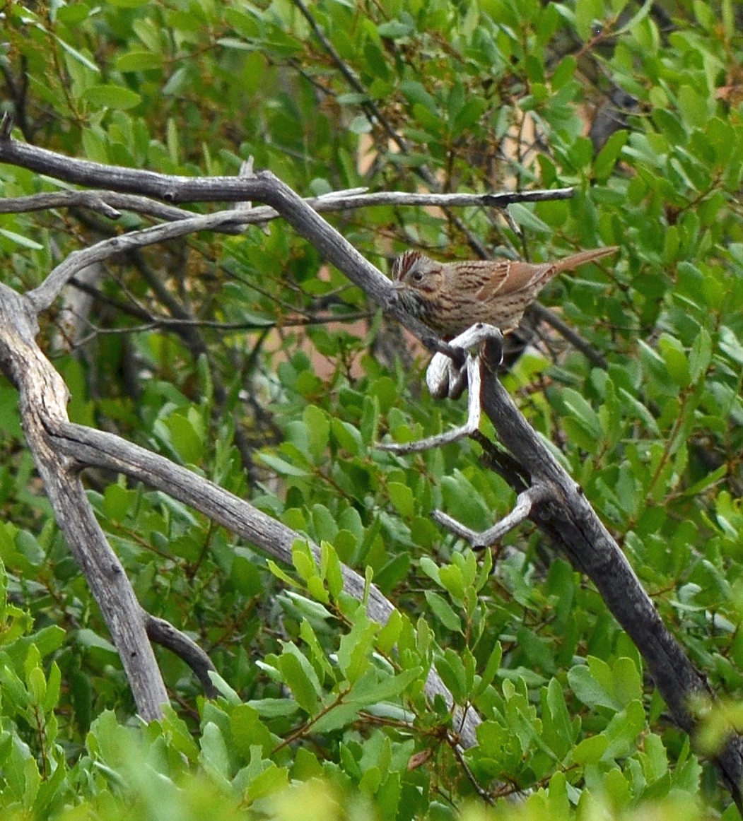 Lincoln's Sparrow - ML121081701