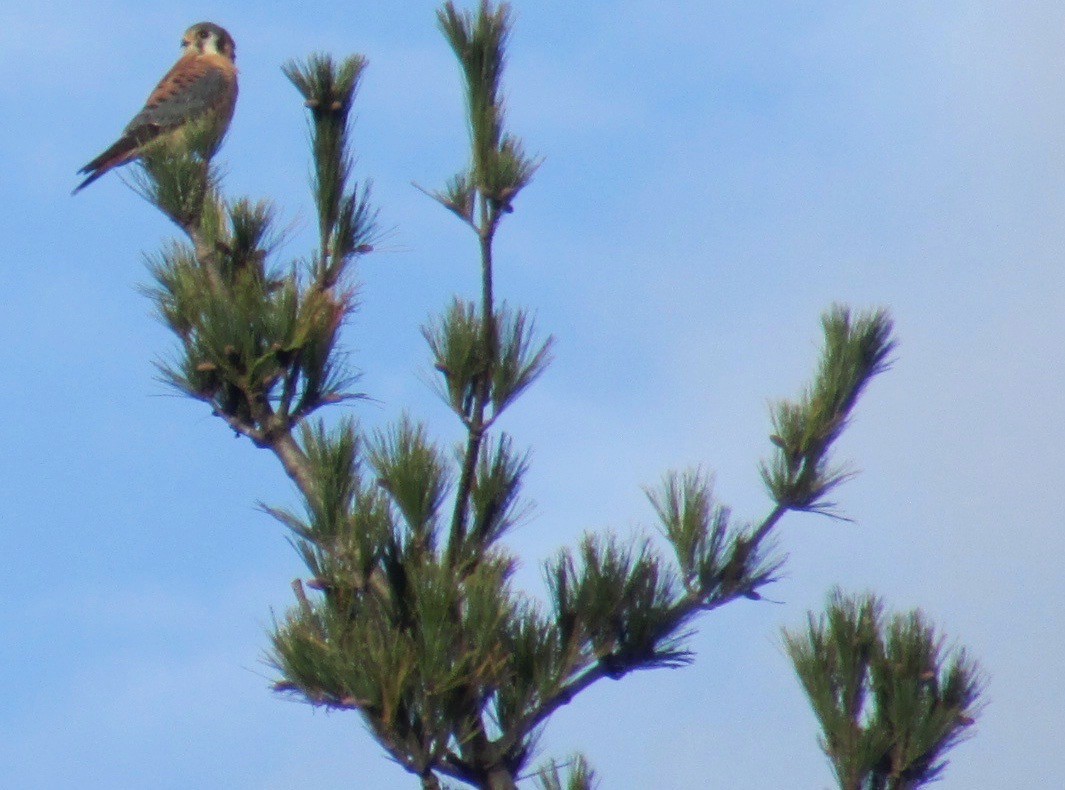 American Kestrel - ML121081811