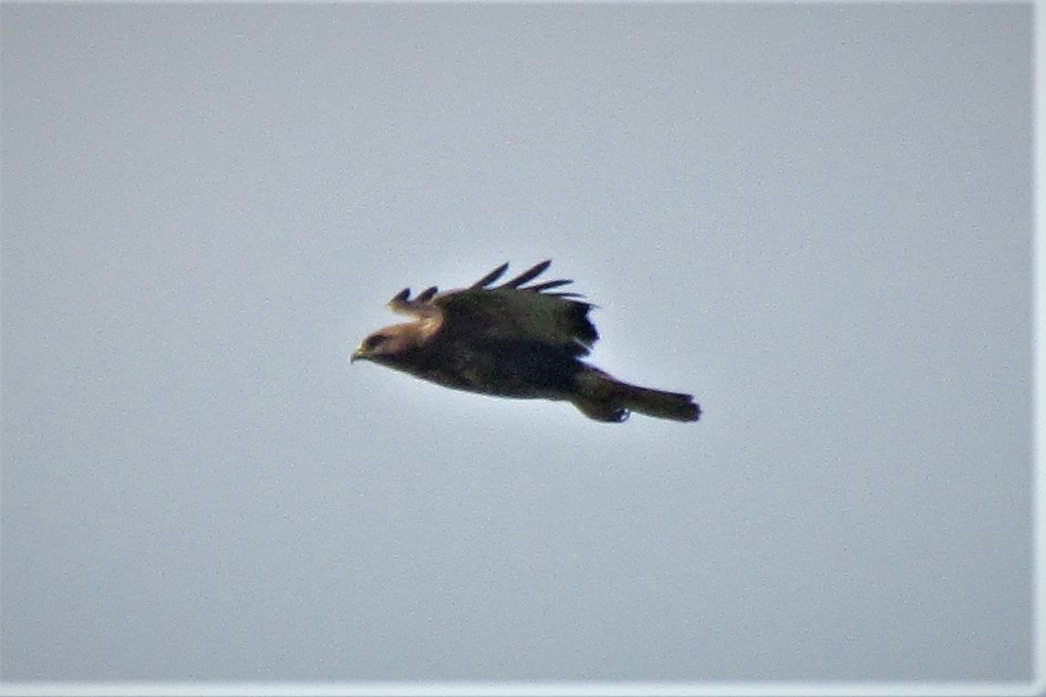 Common Buzzard - ML121081821