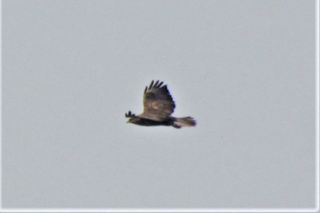 Common Buzzard - ML121081831