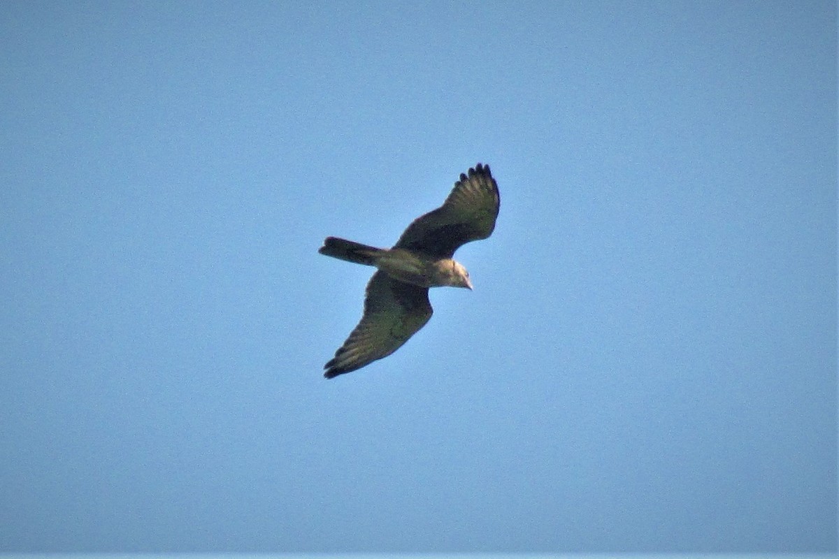 White-eyed Buzzard - ML121081851