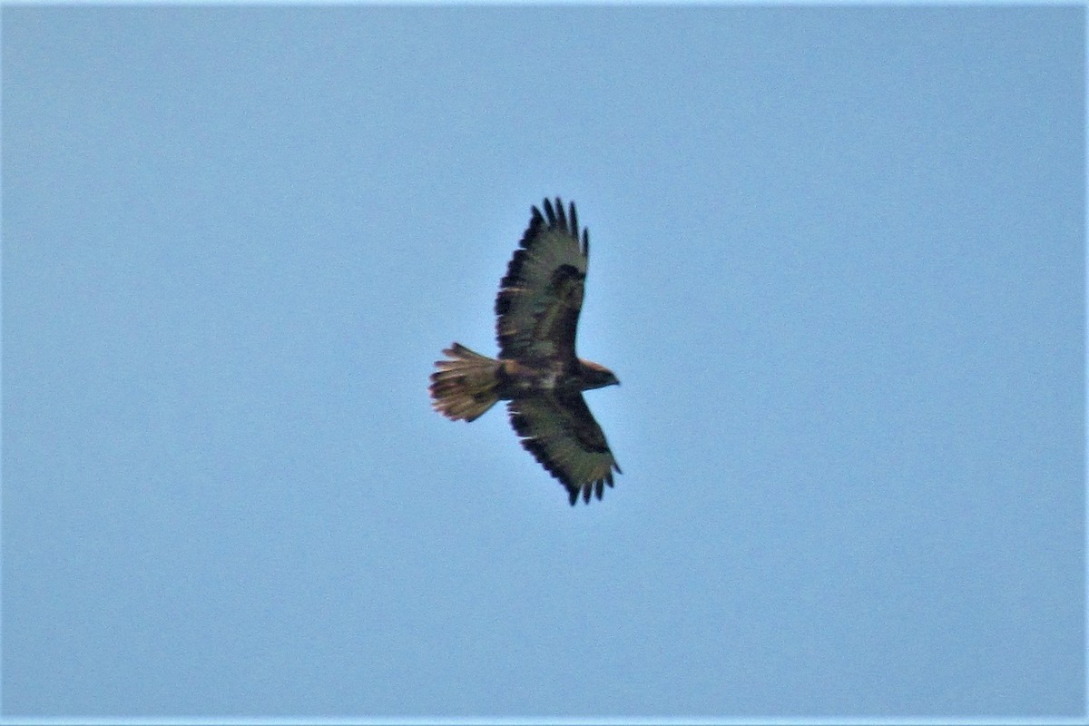 Common Buzzard - ML121081861