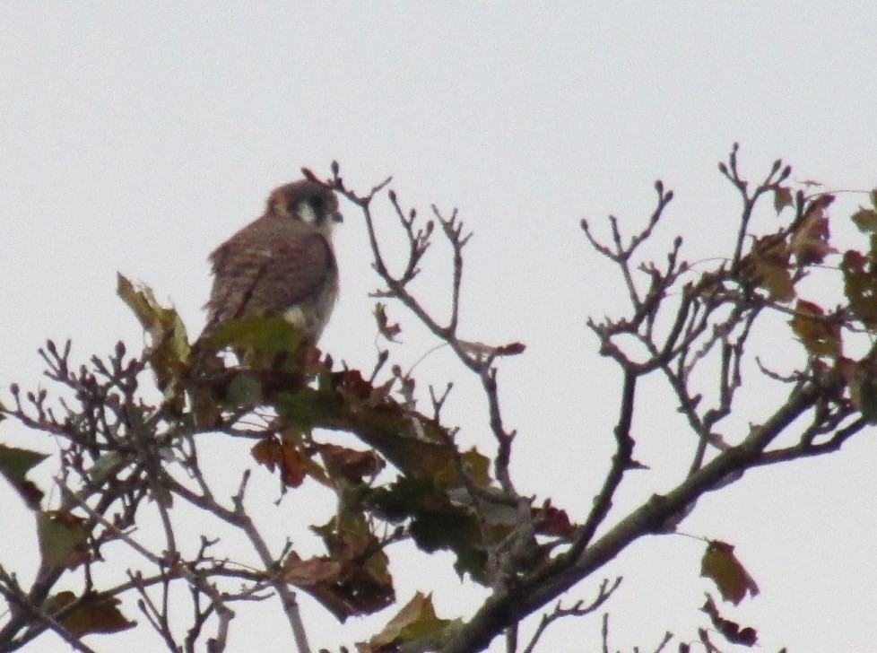 American Kestrel - ML121082551