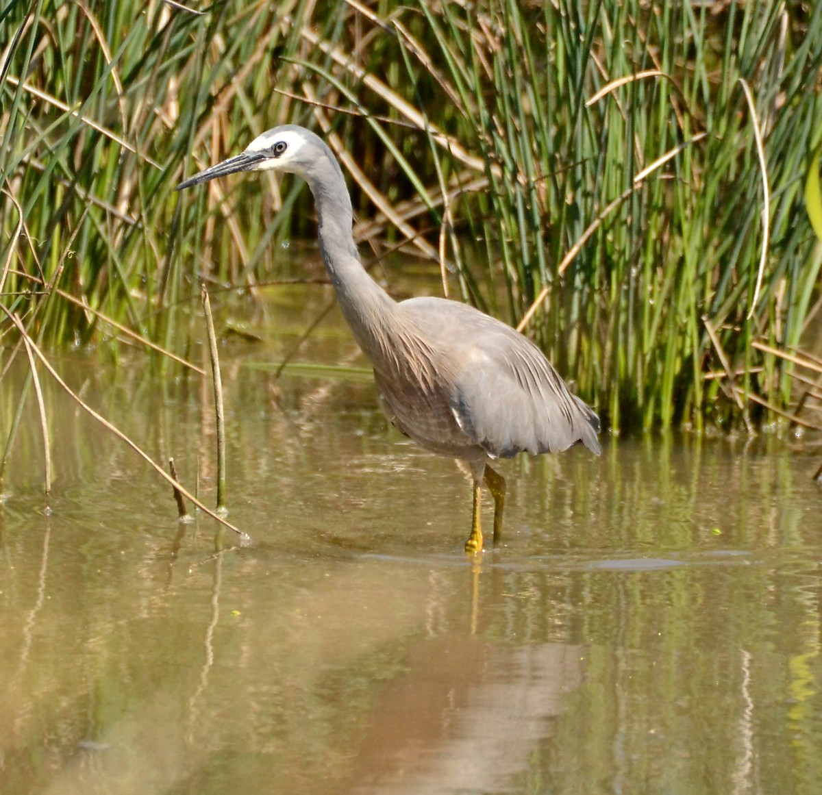 White-faced Heron - ML121085101