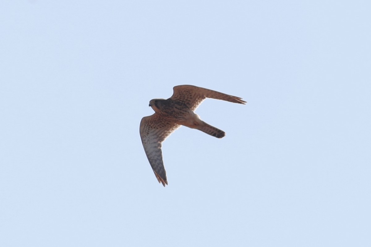 Eurasian Kestrel - Ting-Wei (廷維) HUNG (洪)