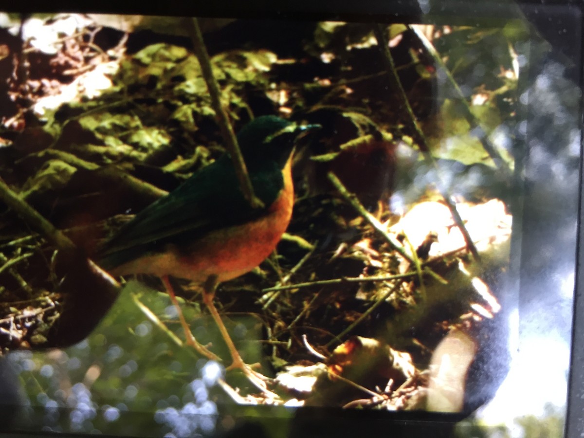 Indian Blue Robin - Murtuza  Abrar