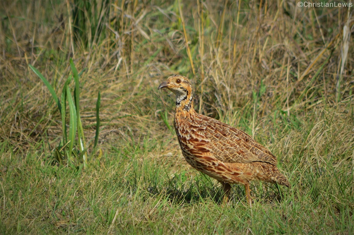 Orange River Francolin - ML121088031