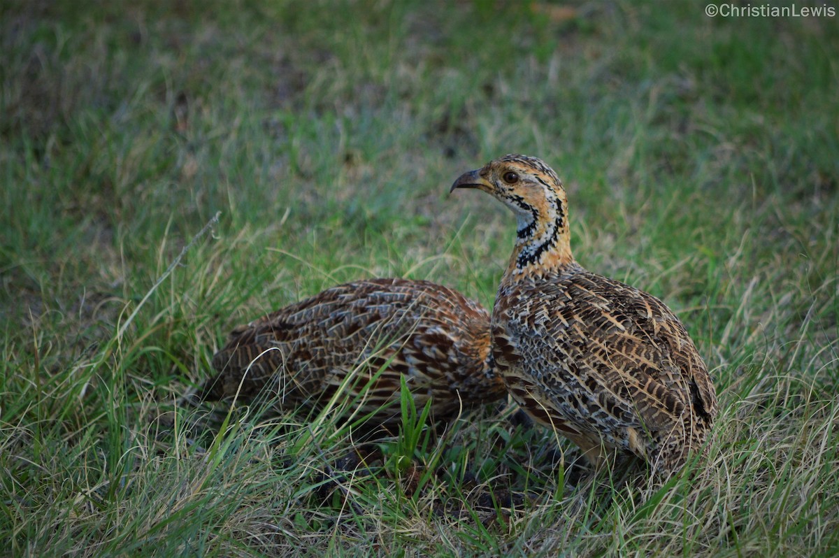 Orange River Francolin - ML121088101