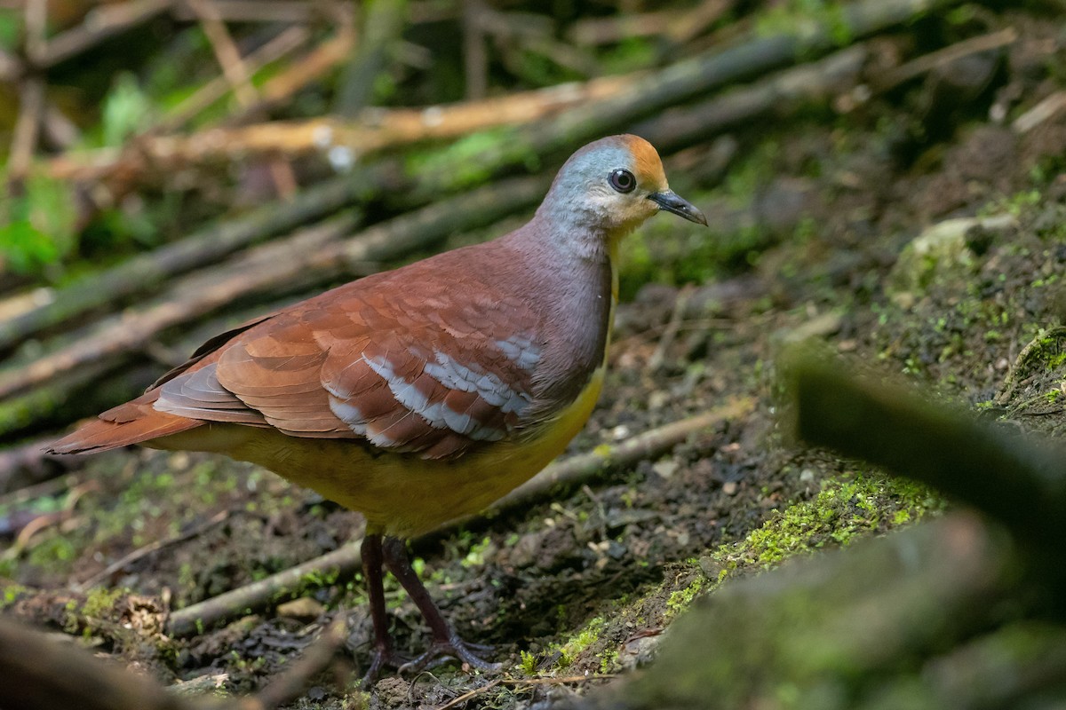 Cinnamon Ground Dove - ML121088501