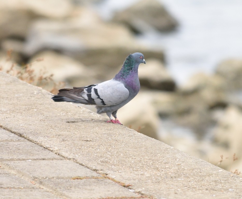 pigeon/dove sp. - ML121088921