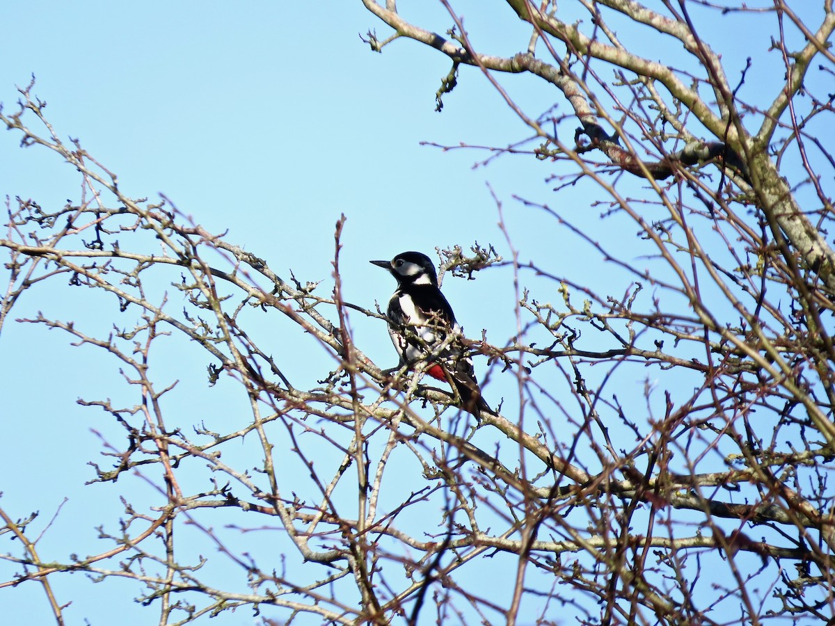 Great Spotted Woodpecker - Michael Daley