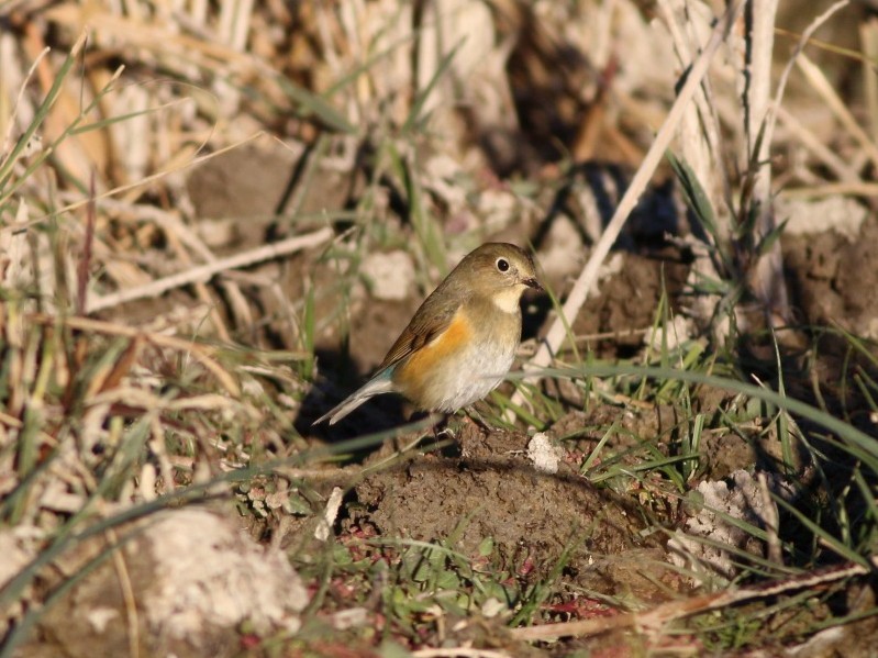 Red-flanked Bluetail - Hüseyin Buğday