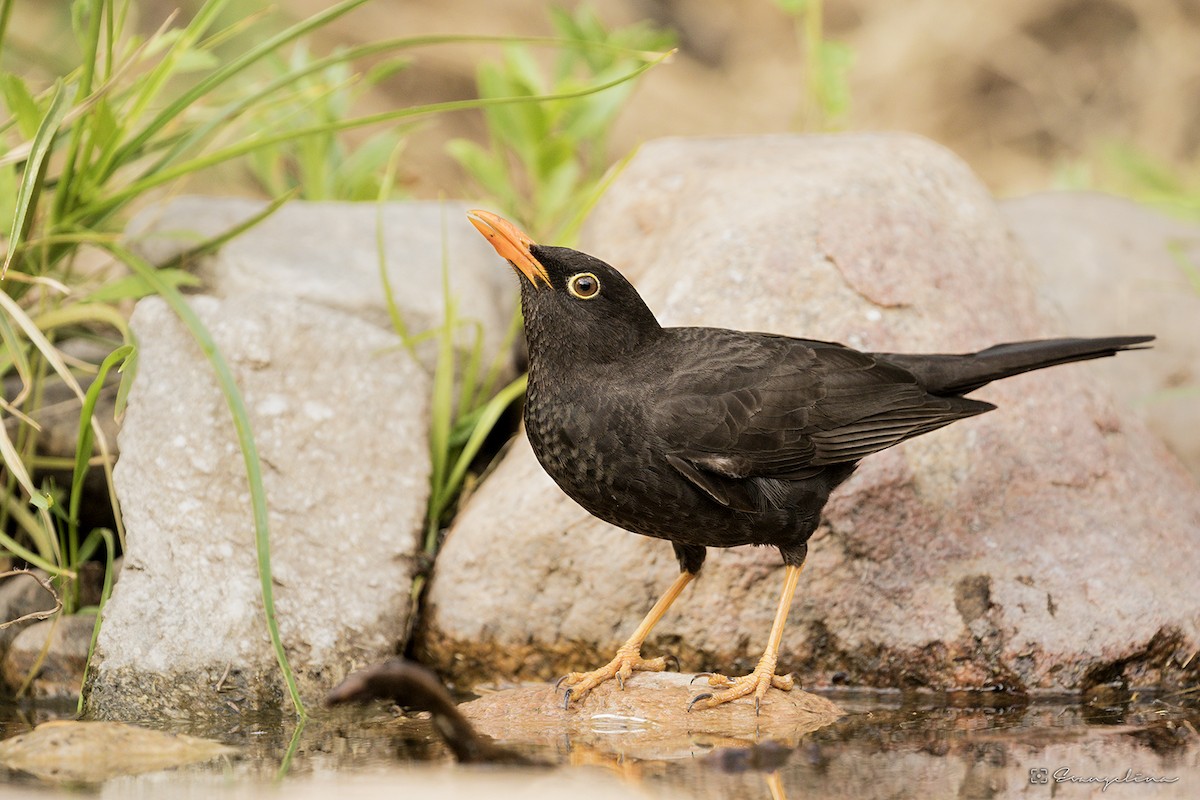 Chiguanco Thrush - ML121089811