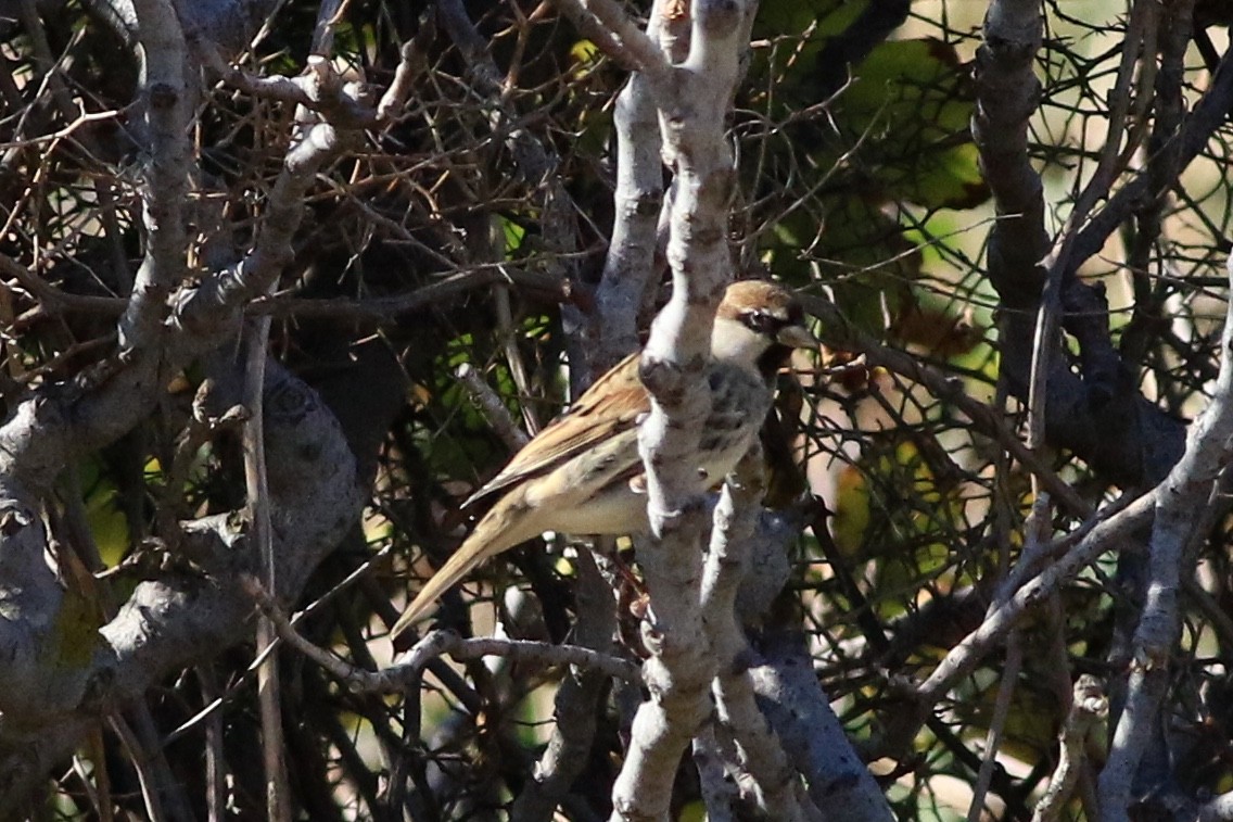 Spanish Sparrow - ML121091261