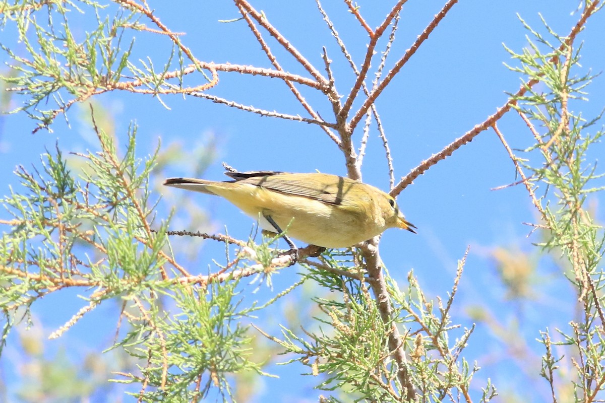 Common Chiffchaff - ML121091331