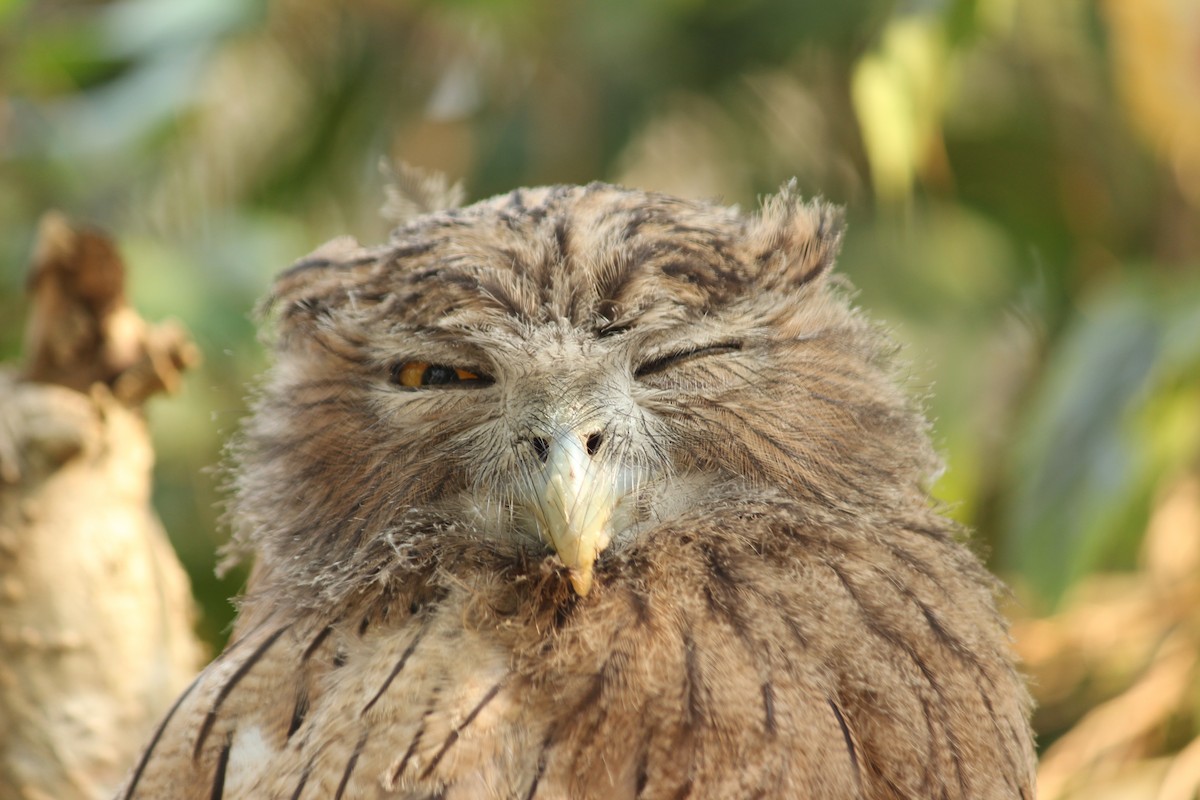 Brown Fish-Owl - ML121091691