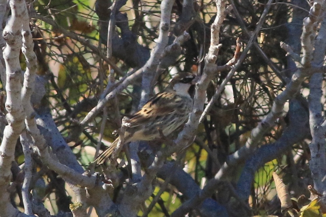 Spanish Sparrow - ML121091811