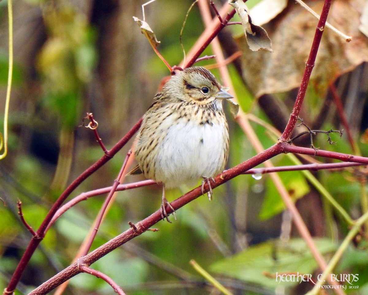 Lincoln's Sparrow - Heather Burns