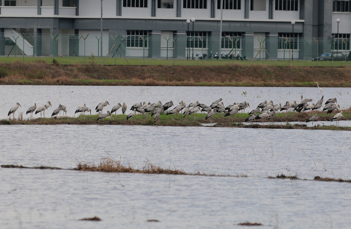 Asian Openbill - Neoh Hor Kee