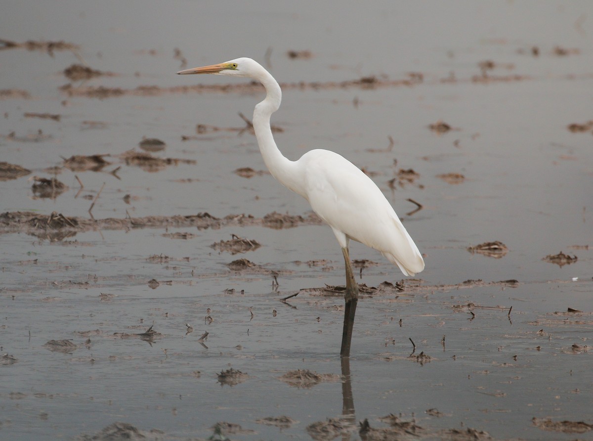 Great Egret - Neoh Hor Kee