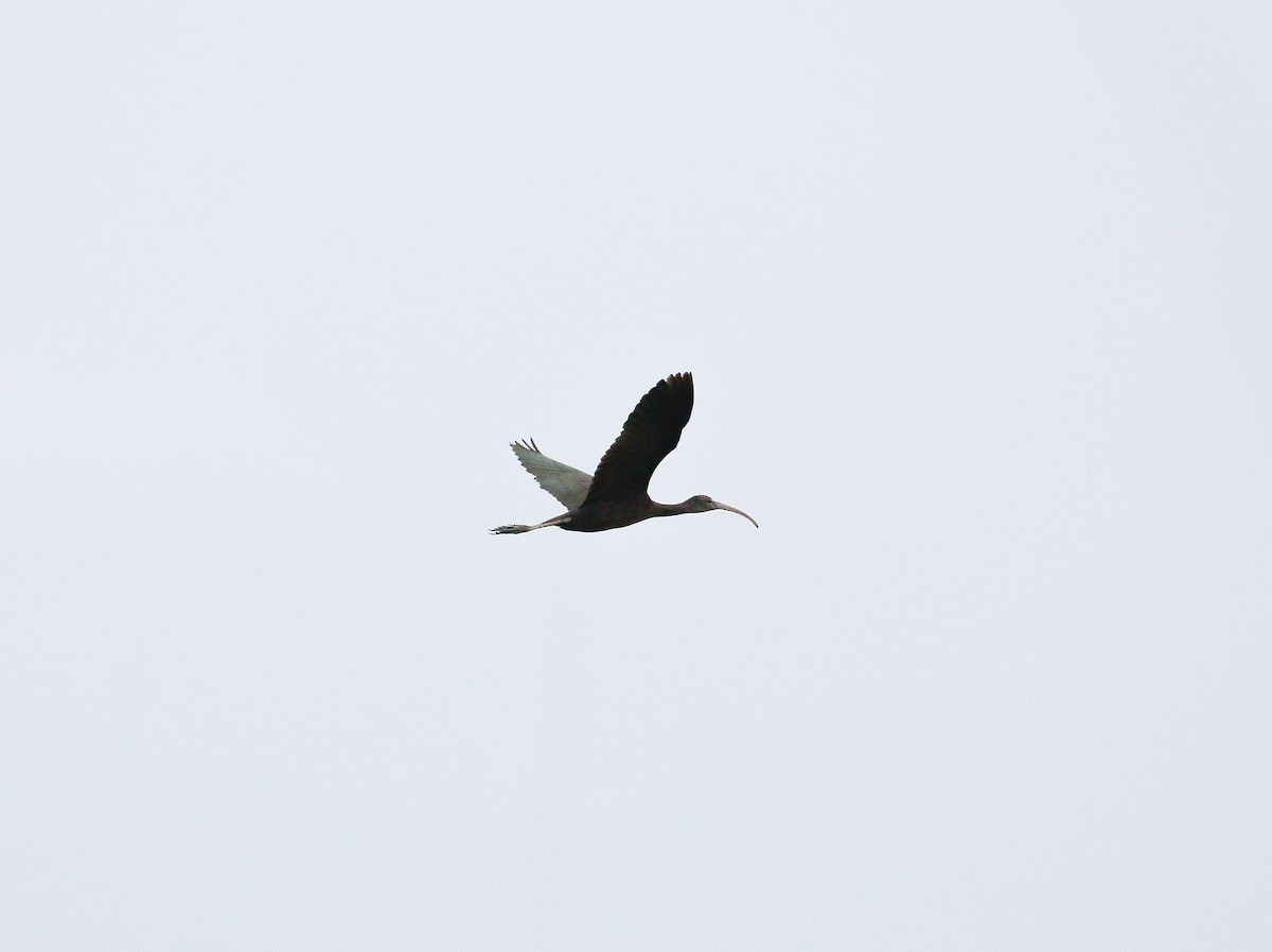 Glossy Ibis - ML121094781