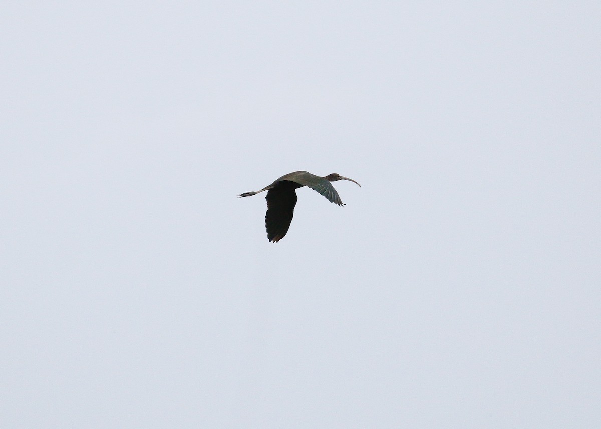 ibis hnědý - ML121094791