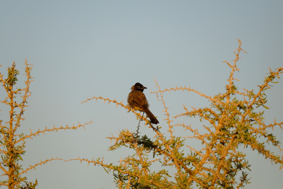 Bulbul Árabe - ML121095911