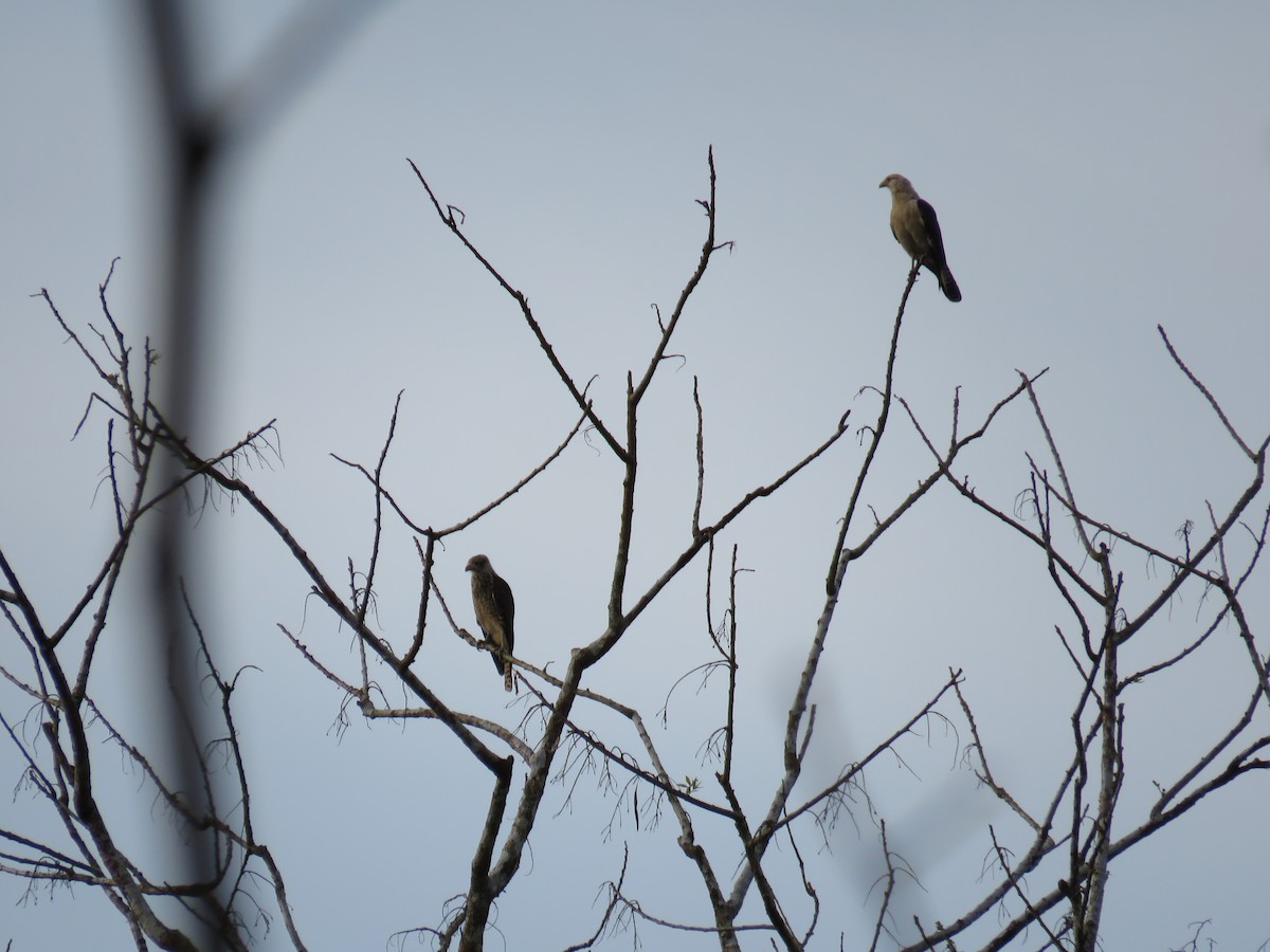 Yellow-headed Caracara - ML121096001
