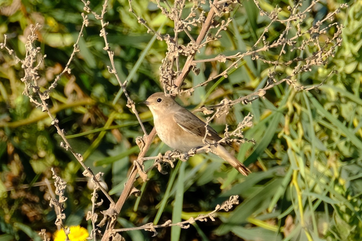 シロビタイジョウビタキ - ML121096021