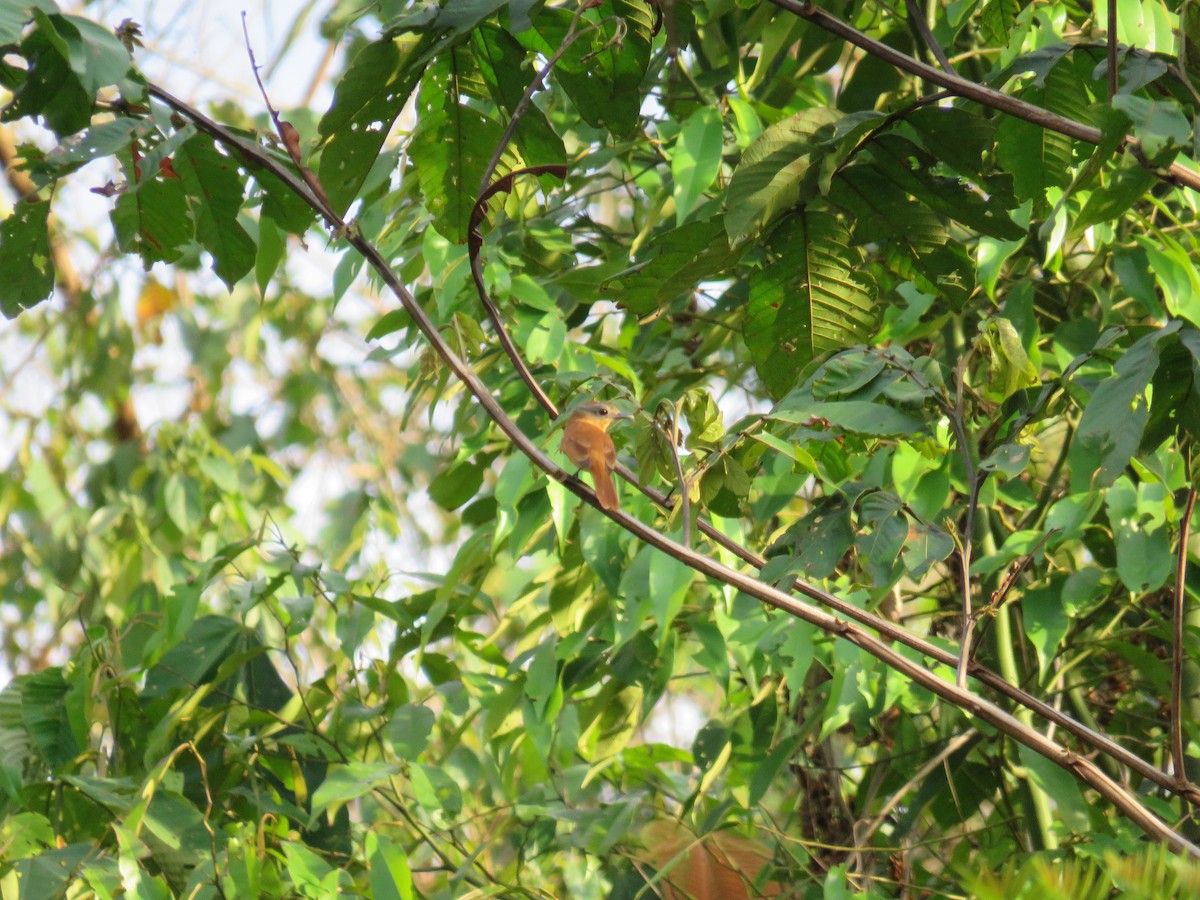 Chestnut-crowned Becard - ML121096271