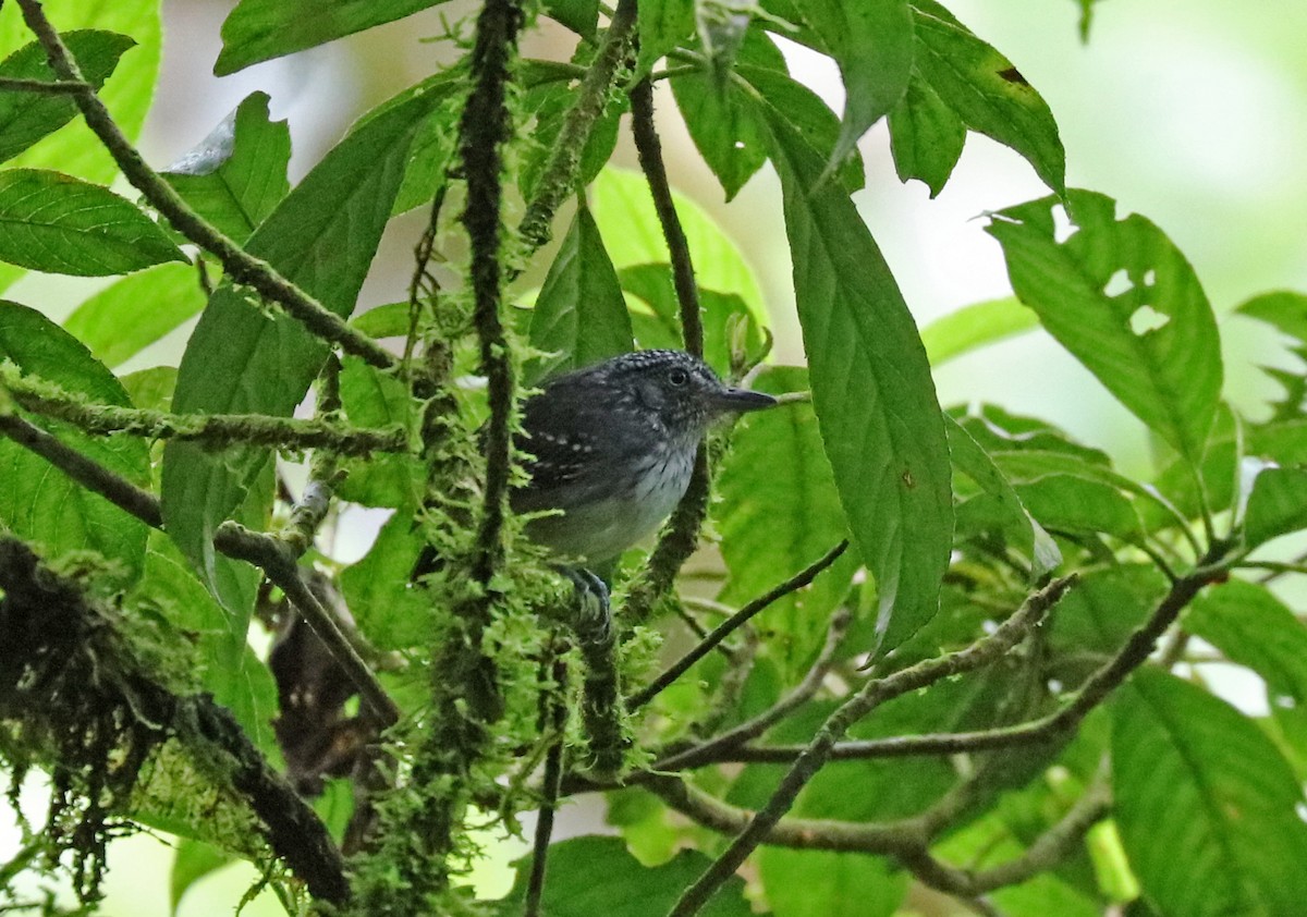 Spot-crowned Antvireo - ML121096301