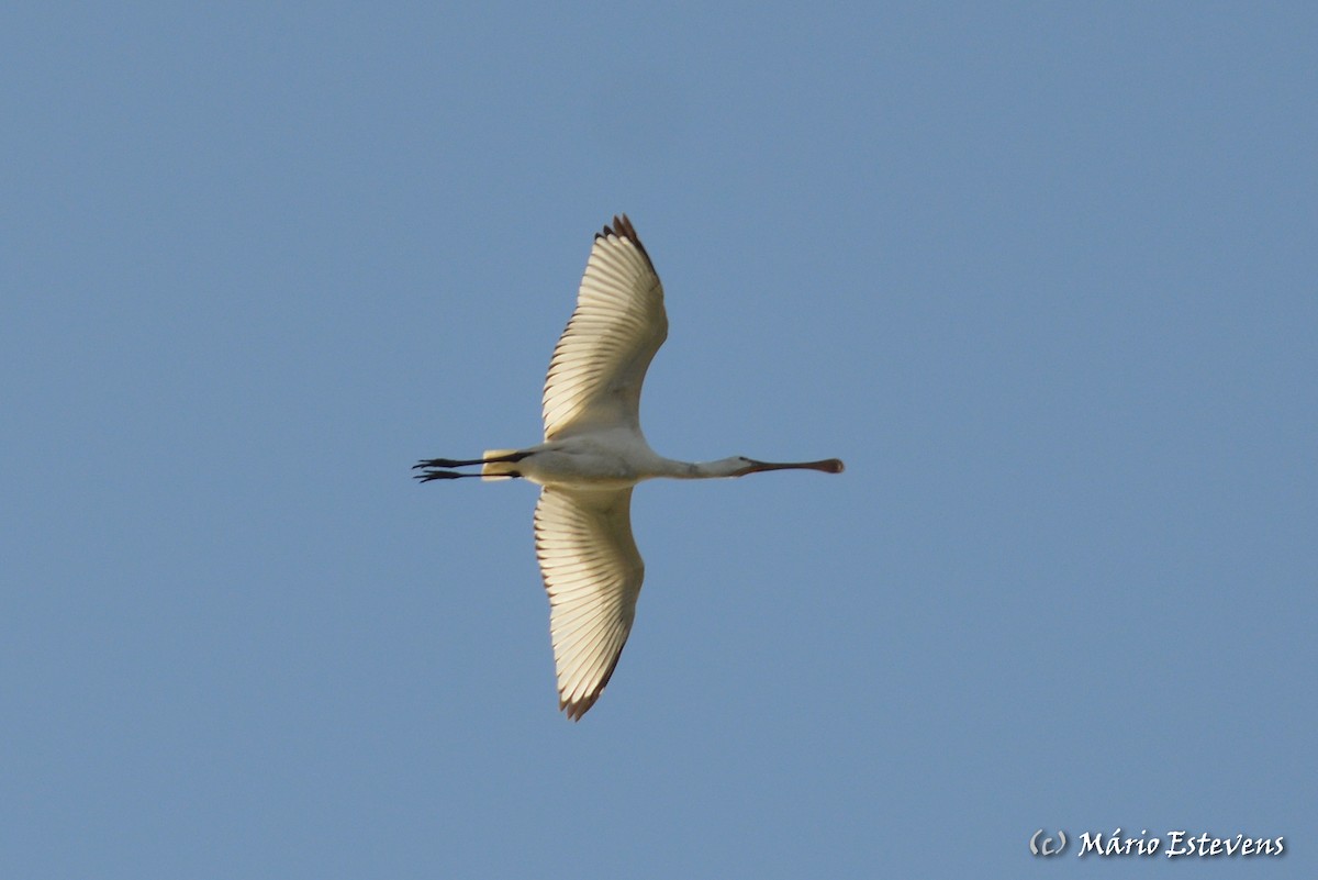 Eurasian Spoonbill - Mário Estevens