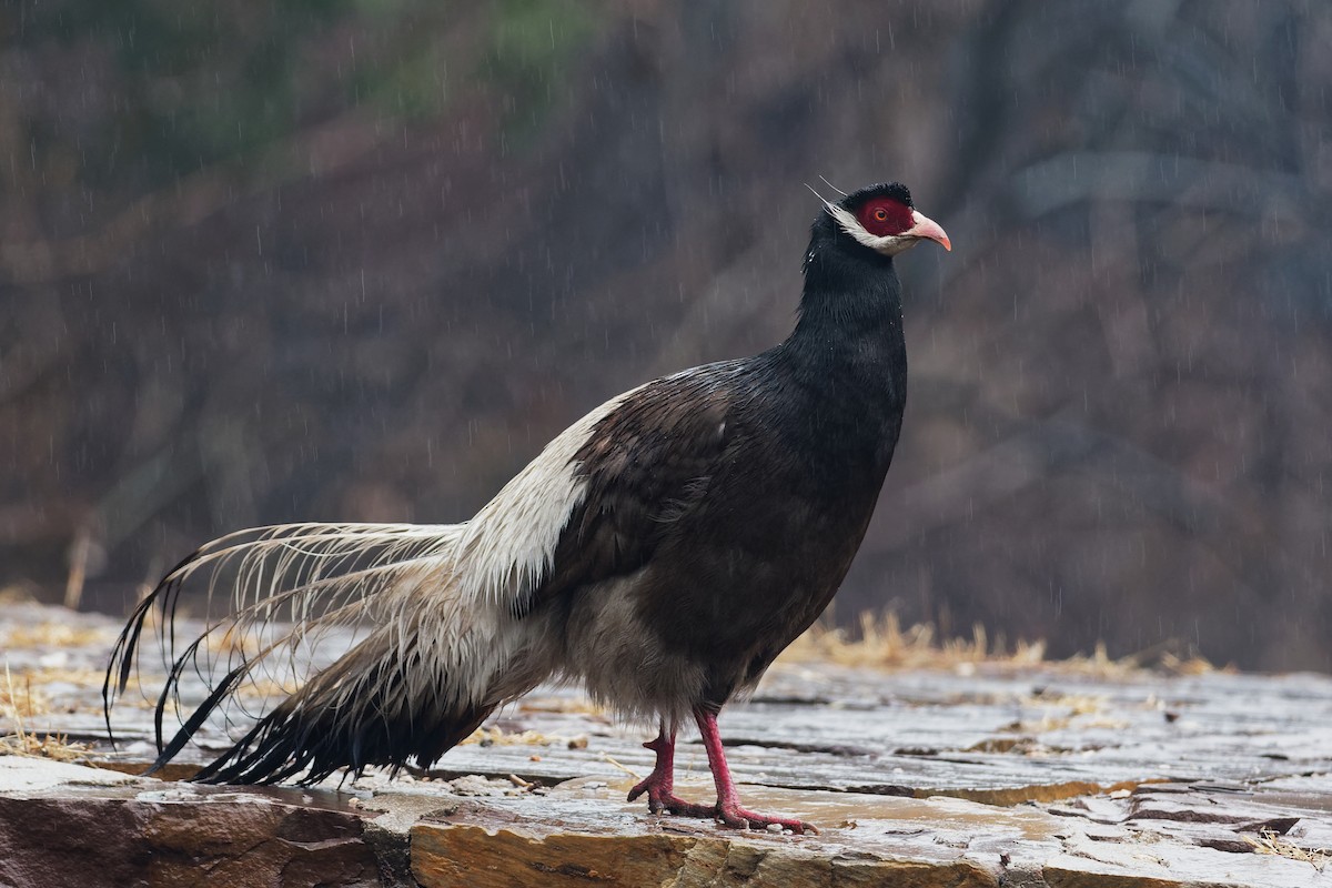 Brown Eared-Pheasant - ML121097451