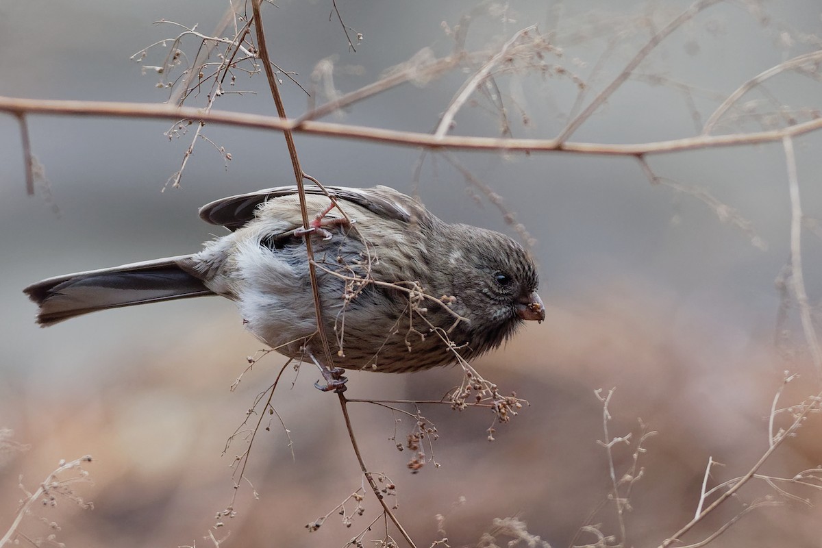 Long-tailed Rosefinch - Vincent Wang