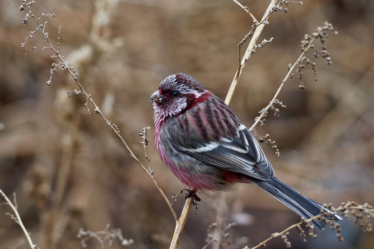 Long-tailed Rosefinch - Vincent Wang