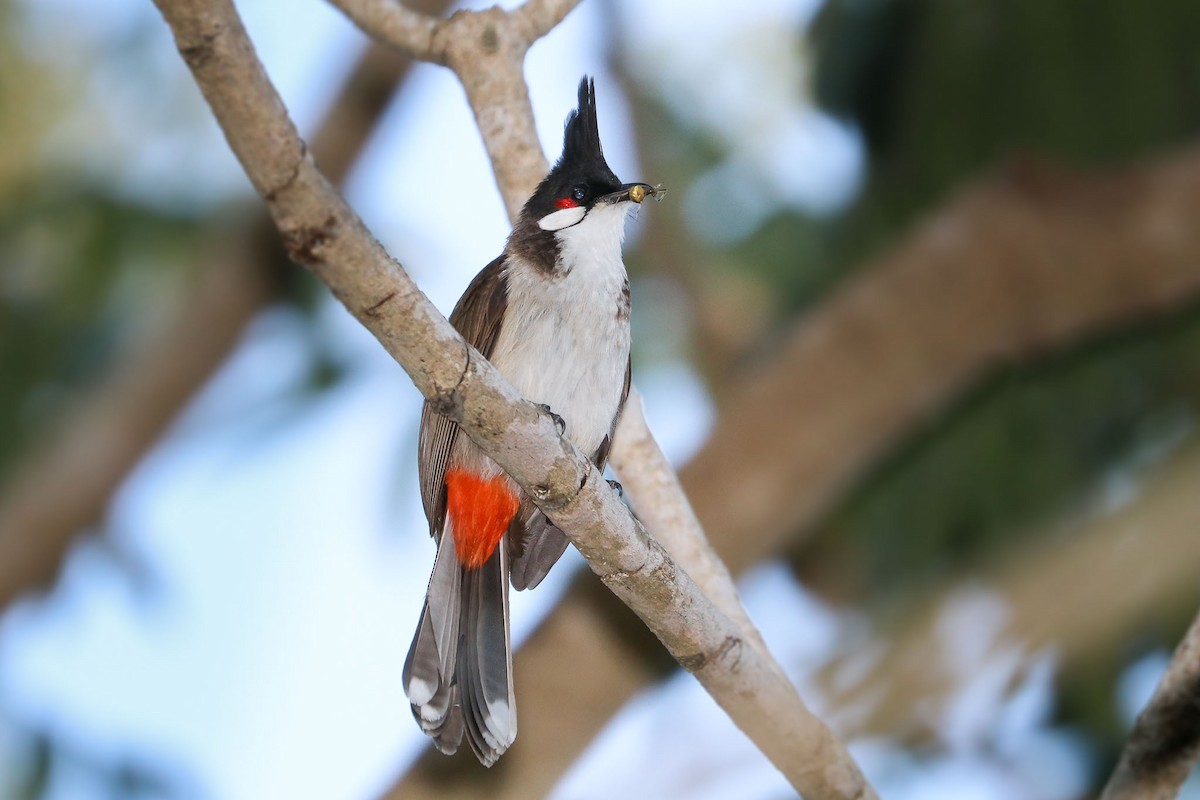 Red-whiskered Bulbul - ML121098621