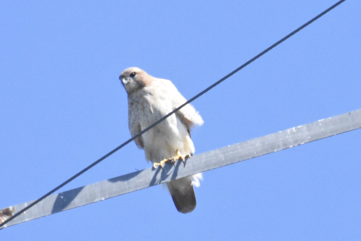 Red-tailed Hawk - Tammy Brown