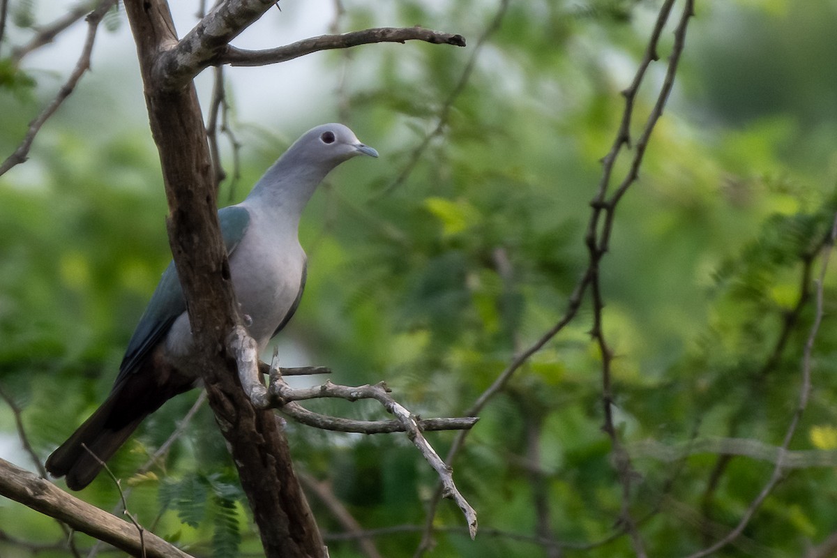 Green Imperial-Pigeon - Balaji P B