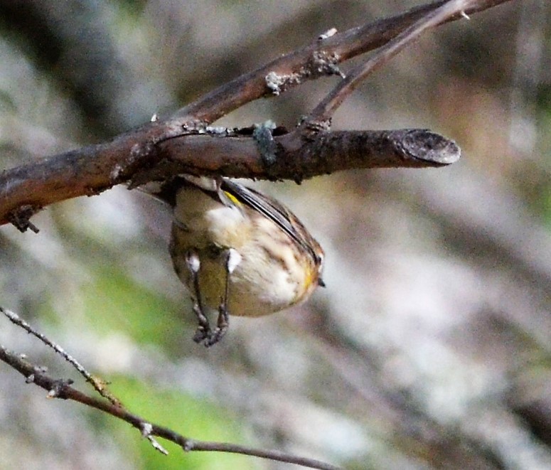 Yellow-rumped Warbler (Myrtle) - Heather Pickard