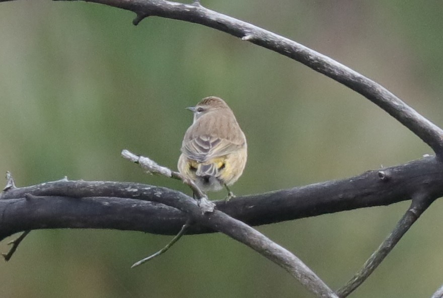 Palm Warbler - Warren Cronan