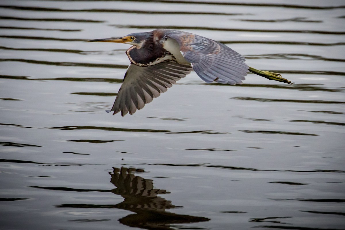 Tricolored Heron - Michael Warner