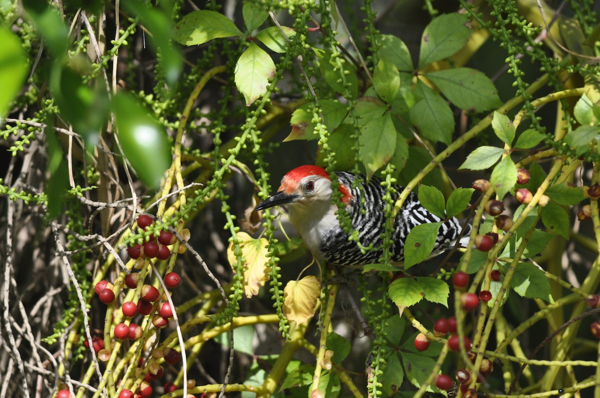 Red-bellied Woodpecker - Daniele Mitchell