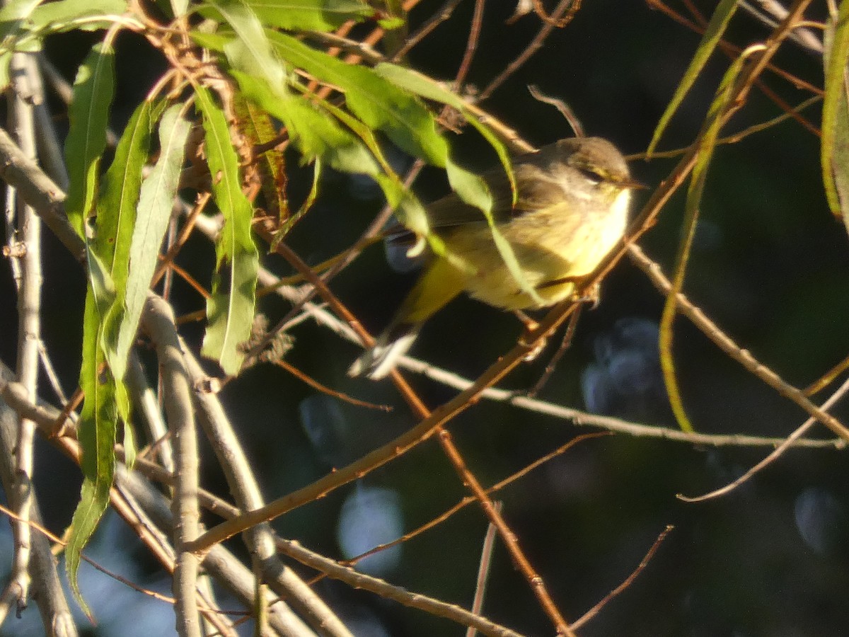 Palm Warbler - Jeremy Beck