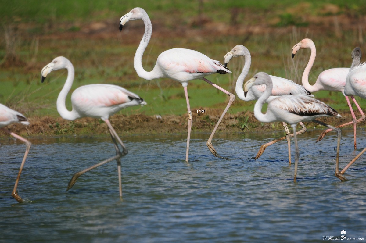 Greater Flamingo - ML121105261