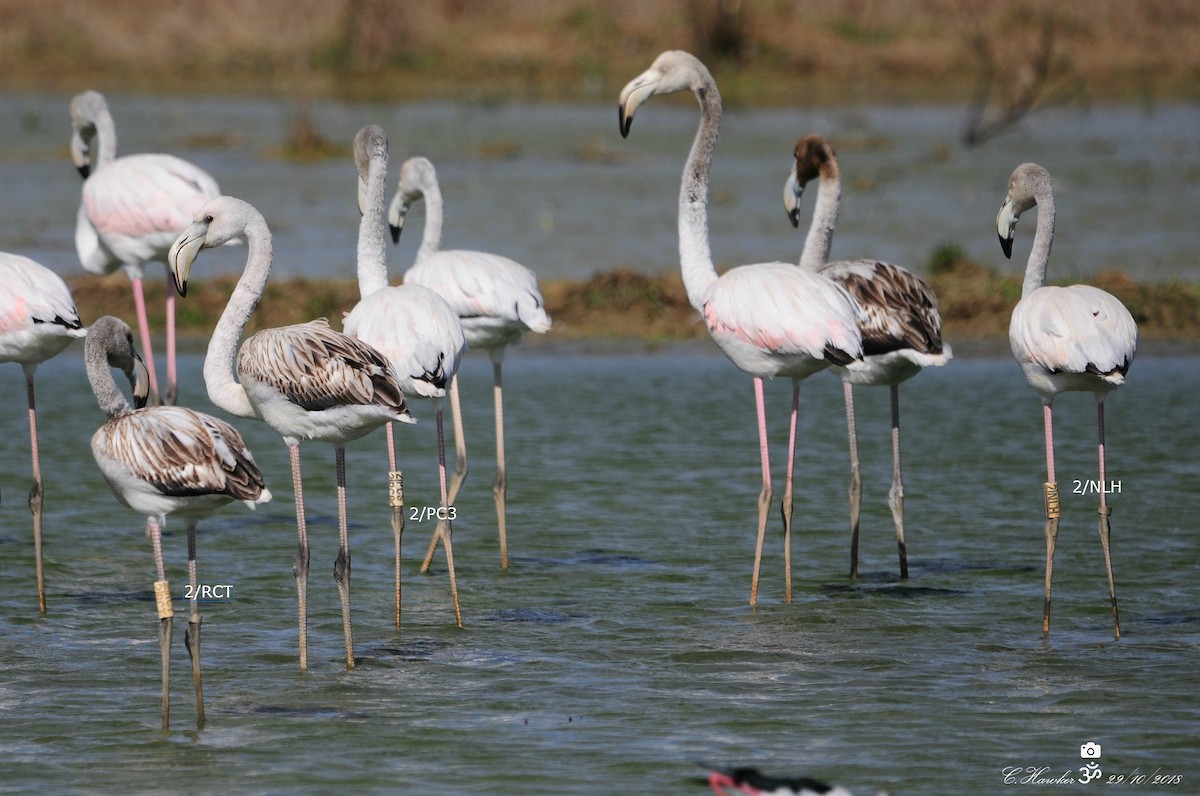 Greater Flamingo - ML121105281