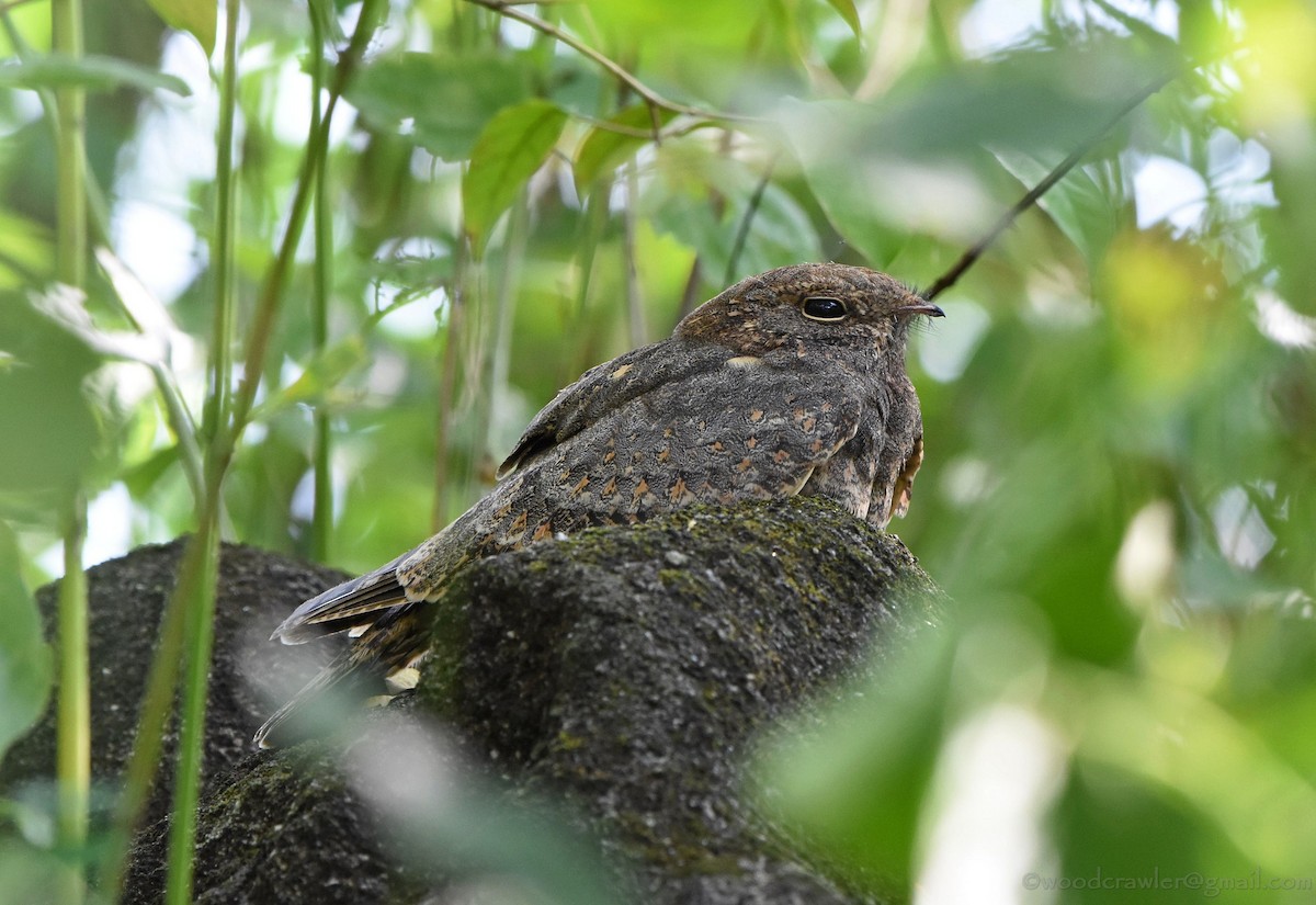 Savanna Nightjar - Rajesh Radhakrishnan